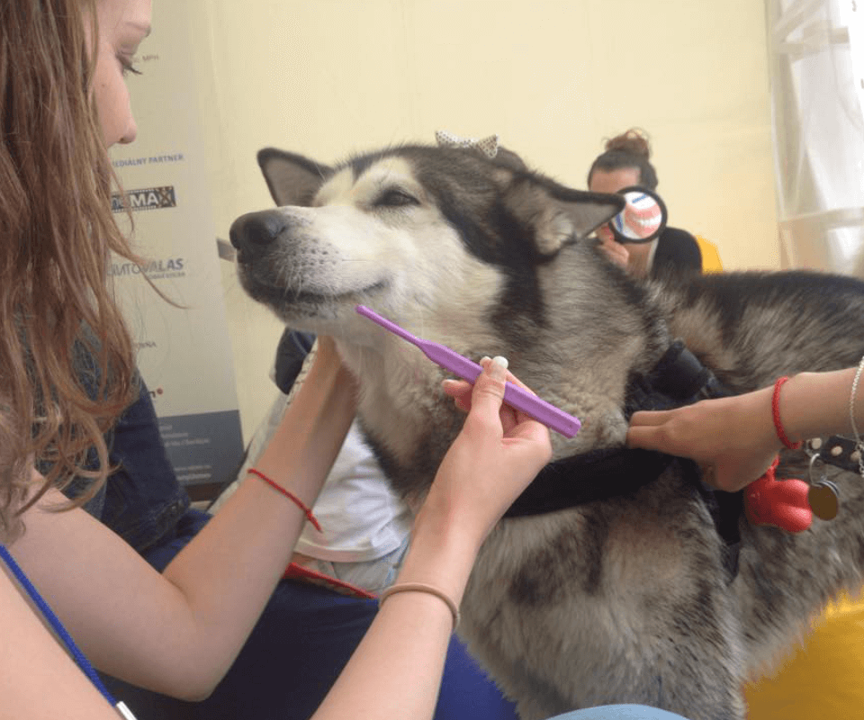 kolestik reklamná agentúra michalovce skvelý nápad